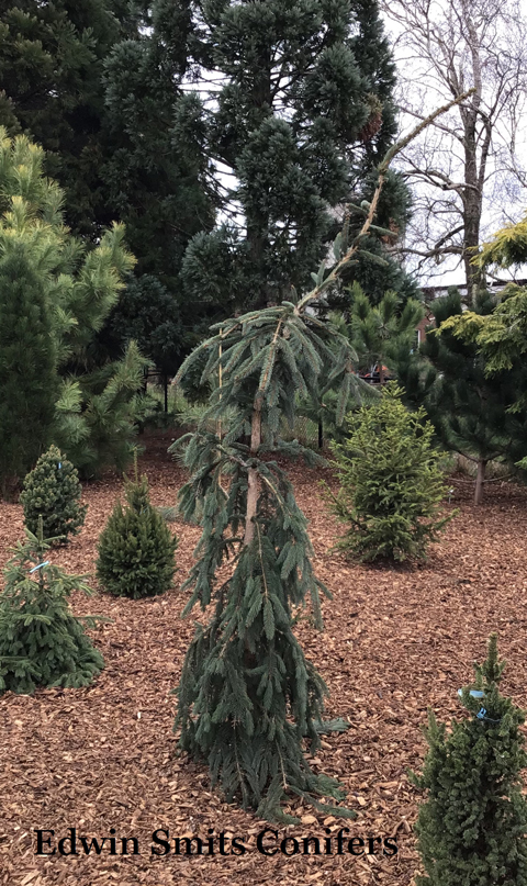 Picea abies 'Weeping Blue'